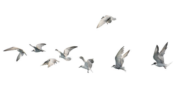 istock Flock of birds flying isolated on white background. 1087405500