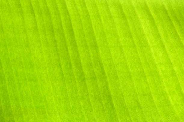 istock close up banana leave 1087411894