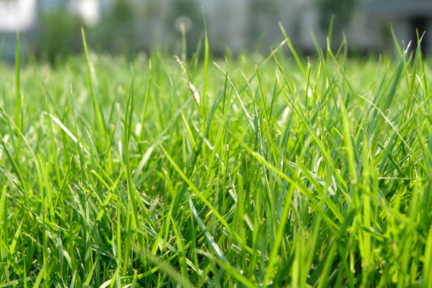 istock Close up of fresh thick grass 1087414076