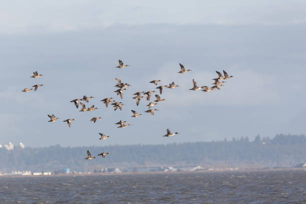 istock Flock of American wigeon 1087418522