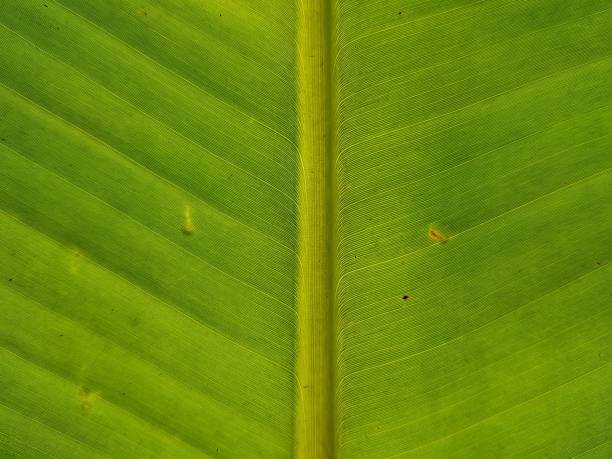 istock Banane palm leaf, green nature trexture background.Use for website/banner, backdrop, montage menu 1087419636