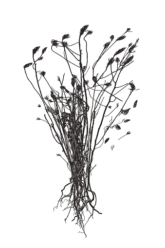 Silhouette stipple illustration of a Bunch of Dried, dead flowers