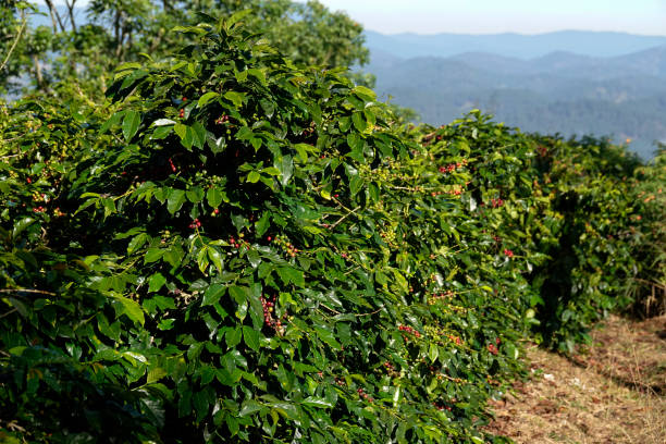 semi di caffè rosso sul ramo dell'albero - coffeetree foto e immagini stock