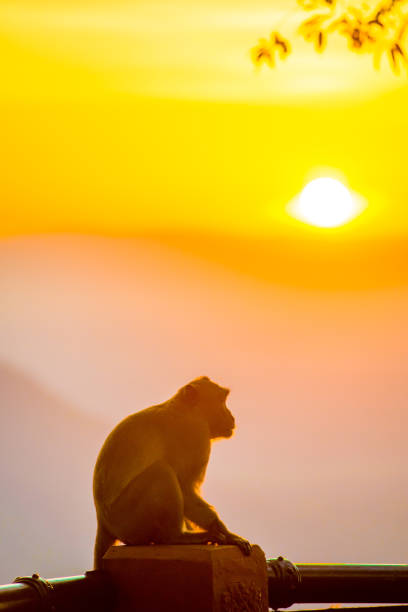 istock Monkey in Bangkok, Thailand 1087427466