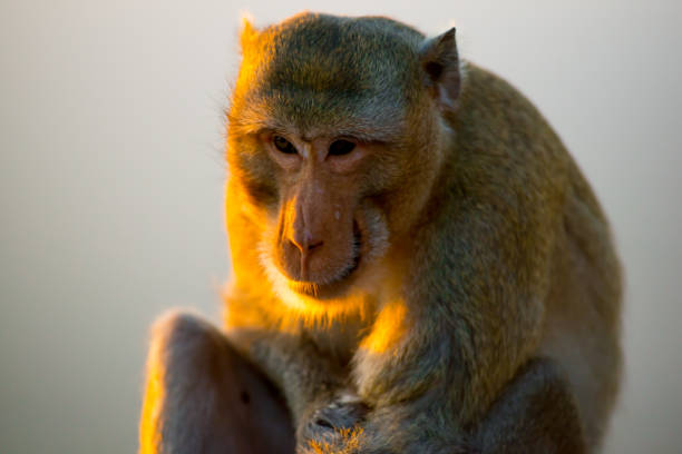 istock Monkey in Bangkok, Thailand 1087428716