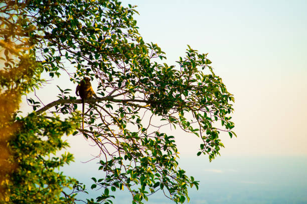 Monkey in Bangkok, Thailand. Thailand is known as a country with a smile.