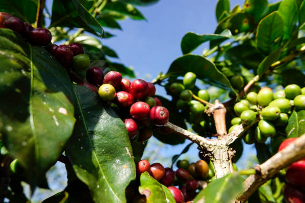 sementes de café vermelho no ramo de árvore - coffeetree - fotografias e filmes do acervo