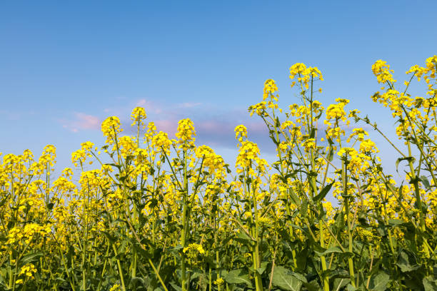 istock rapeseed flowers and dusk sky background 1087429332