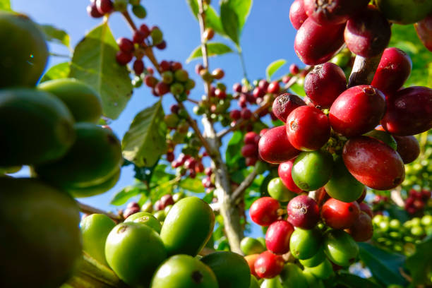 sementes de café vermelho no ramo de árvore. - coffeetree - fotografias e filmes do acervo