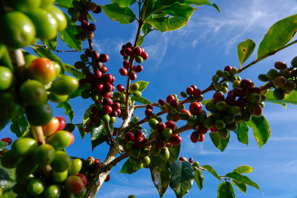 semi di caffè rosso sul ramo dell'albero. - coffeetree foto e immagini stock