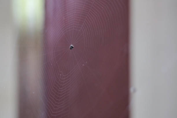 istock Spider webs are in the trees. 1087431990
