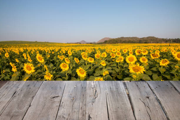 istock empty wooden table and yellow flower field 1087436056