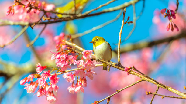 istock Japanese White-eye (Zosterops japonicus) on a Cherry blossom 1087436064