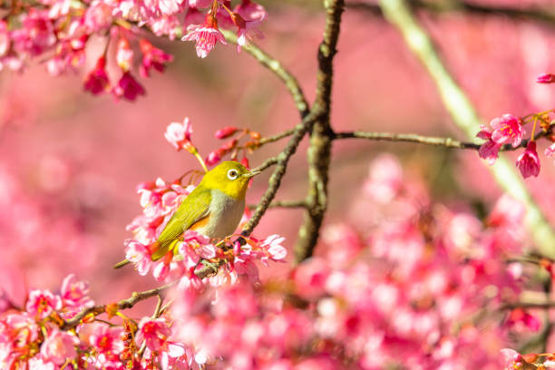 istock Japanese White-eye (Zosterops japonicus) on a Cherry blossom 1087436084
