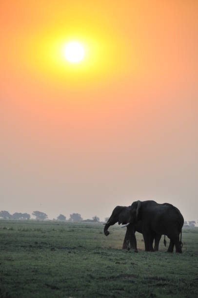 istock Herd of Elephants at sunset, Chobe, Botswana, Africa 1087436638