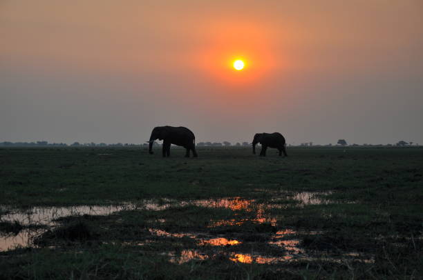 istock Herd of Elephants at sunset, Chobe, Botswana, Africa 1087436642