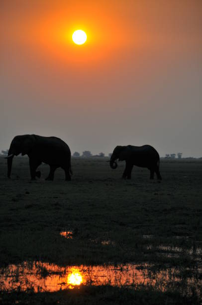 istock Herd of Elephants at sunset, Chobe, Botswana, Africa 1087436660