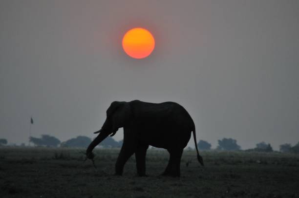 istock Herd of Elephants at sunset, Chobe, Botswana, Africa 1087436664