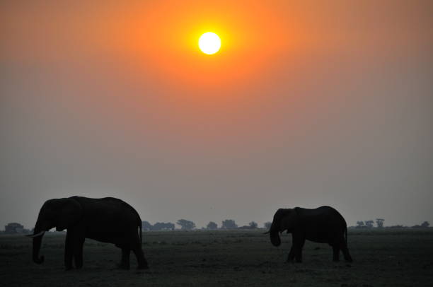 istock Herd of Elephants at sunset, Chobe, Botswana, Africa 1087436676