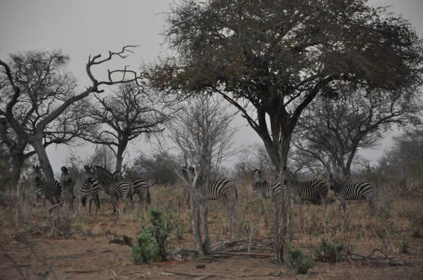 istock Zebras in Chobe national park 1087436710