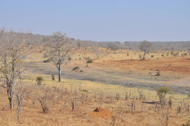 istock Landscape of Chobe National Park, Botswana 1087436942