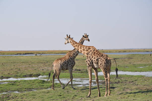 istock Giraffes walking at Chobe National Park, Botswana 1087436980