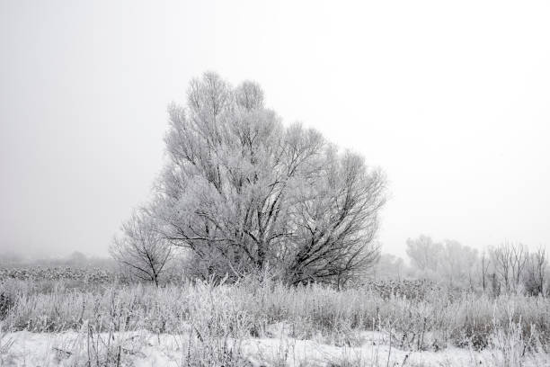 istock The tree is covered with snow in the fog. 1087441754