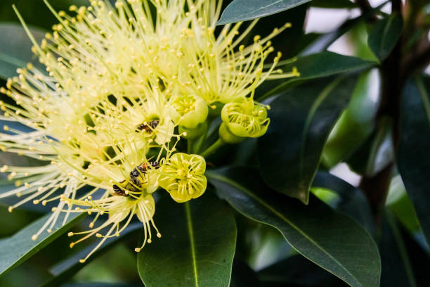 istock The bees lay on the yellow flowers. 1087442442