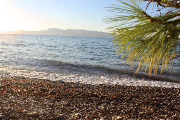 Kastri beach in Evia with pine tree branch