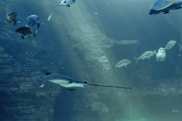 istock Ray in a large tank in a tank 1087448592
