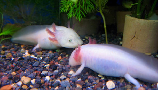 istock White fishes with a legs 1087451266
