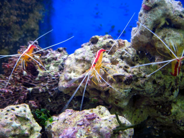 istock Red royal shrimp with a white moustache 1087451338