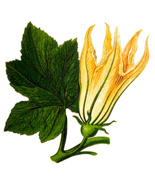 ilustraciones, imágenes clip art, dibujos animados e iconos de stock de cucurbita, flor de calabaza - squash blossom