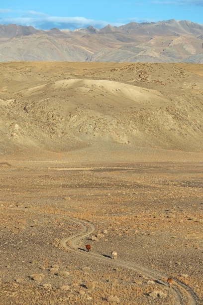 istock Cows walking rural road in the desert steppe and plants 1087459270