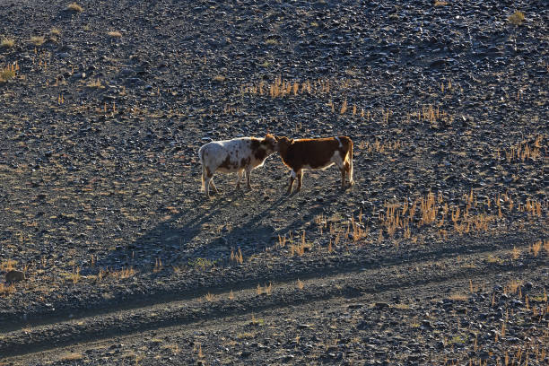 Cows walking rural road in the desert steppe and plants