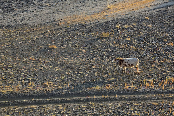 Cows walking rural road in the desert steppe and plants