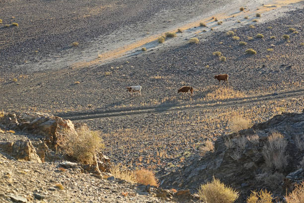 istock Cows walking rural road in the desert steppe and plants 1087459280