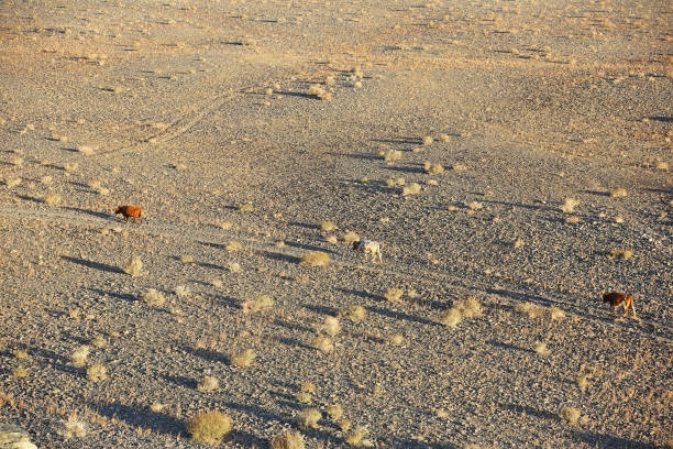 Cows walking rural road in the desert steppe and plants