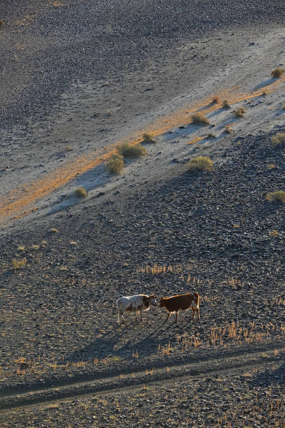 istock Cows walking rural road in the desert steppe and plants 1087459284