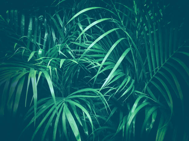 istock jungle foliage nature background 1087462550