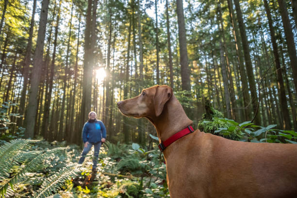 istock Mature Man Calling Vizsla Dog in Sunlit Autumn Forest 1087462946