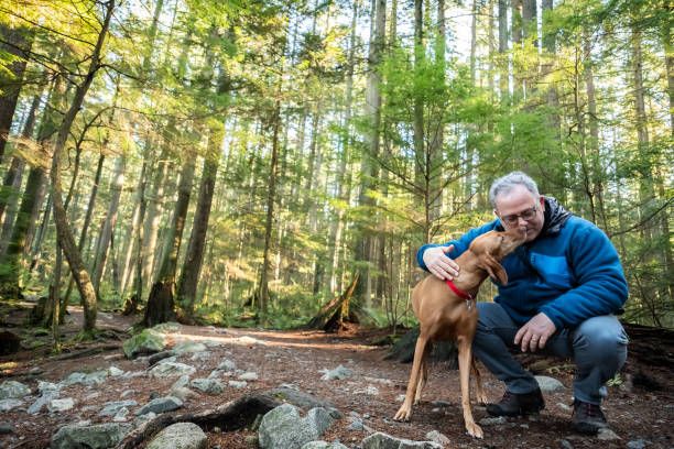 Mature Man, Vizsla Dog Enjoying Time Together in Sunlit Forest Inter-River Park, North Vancouver, British Columbia, Canada mature adult walking dog stock pictures, royalty-free photos & images