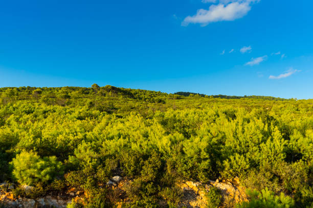 istock Greece, Zakynthos, Green untouched nature landscape 1087465222