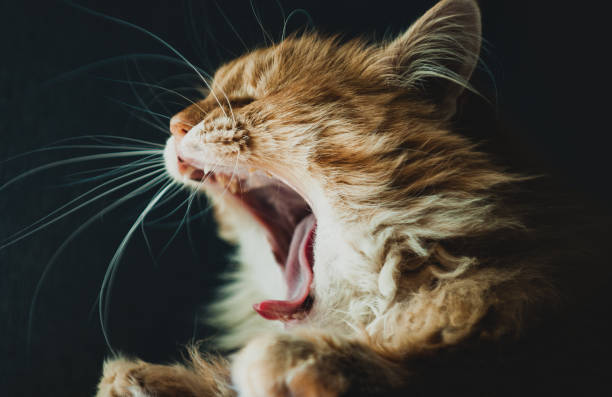 istock yawning red cat portrait 1087465510