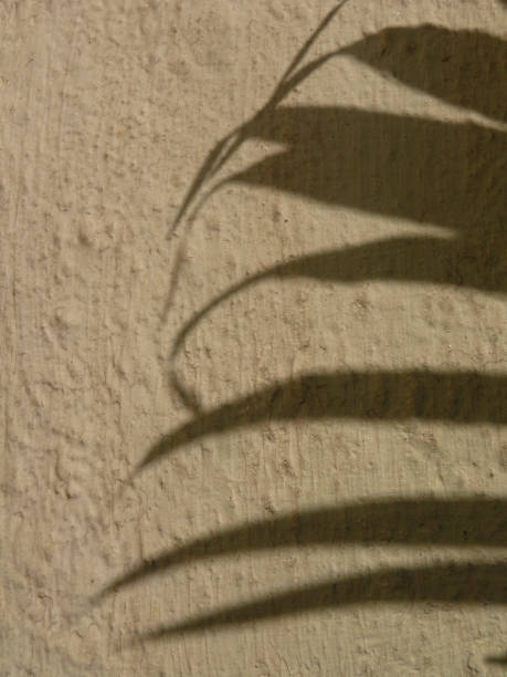 istock Shadow of a plant leaves 1087469898