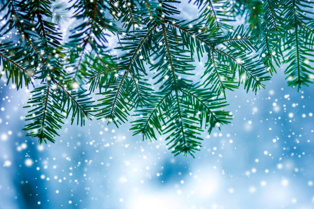 istock Pine tree branches with green needles covered with deep fresh clean snow on blurred blue outdoors copy space background. Merry Christmas and Happy New Year greeting postcard. 1087478818