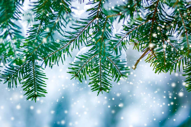 istock Pine tree branches with green needles covered with deep fresh clean snow on blurred blue outdoors copy space background. Merry Christmas and Happy New Year greeting postcard. 1087478886