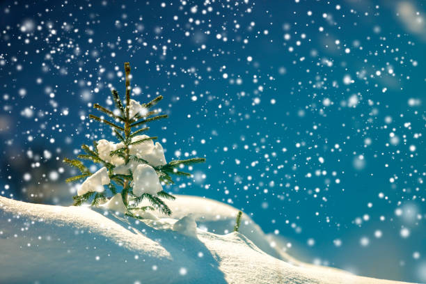 istock Small pine tree with green needles covered with deep fresh clean snow on blurred blue copy space background. Merry Christmas and Happy New Year greeting postcard. 1087479298