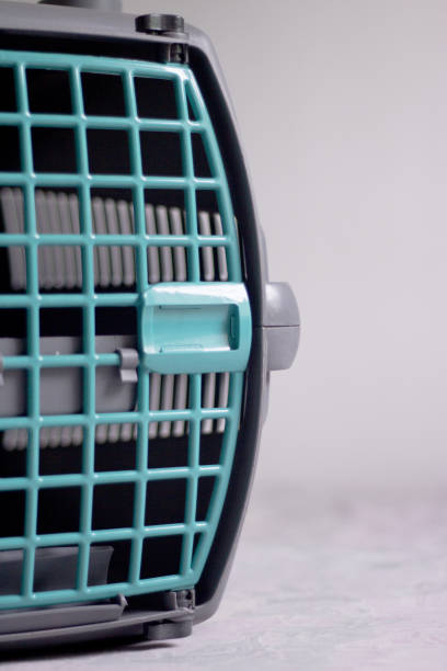istock Large pet carrier with black defocused cat 1087481632
