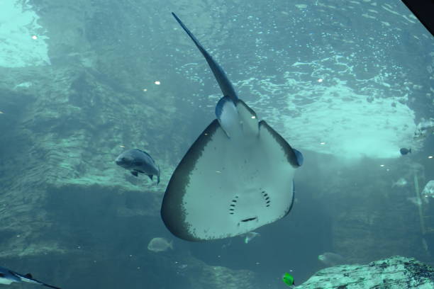 istock Ray in a large tank in a tank 1087482190